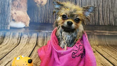 Doggie House – Psi fryzjer • Miejsce psiej metamorfozy